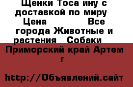 Щенки Тоса-ину с доставкой по миру › Цена ­ 68 000 - Все города Животные и растения » Собаки   . Приморский край,Артем г.